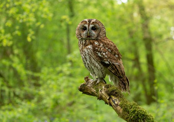 Tawny Owl - Ash