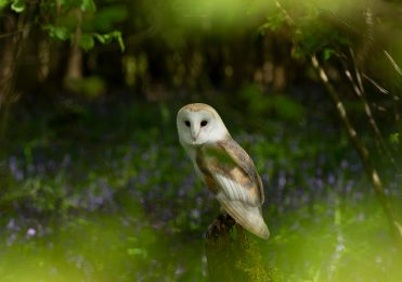 Barn Owl - Bailey
