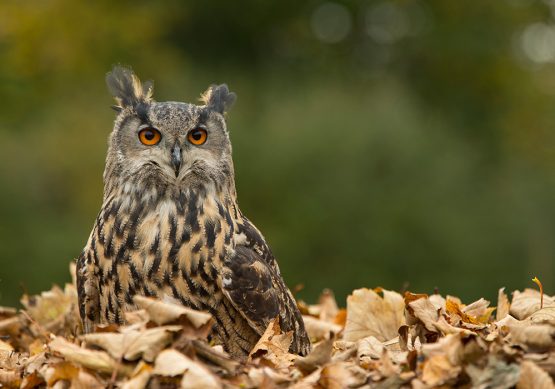 European Eagle Owl - Billie Jean