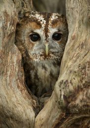 Tawny Owl - Ash
