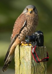 Kestrel - Bourneville