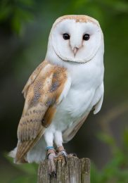 Barn Owl - Bert