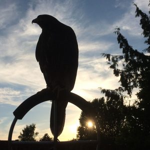 Harris hawk on perch