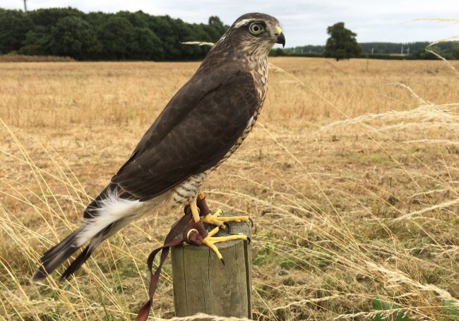 Training Lucy the Sparrowhawk blog Sparrowhawk- Lucy