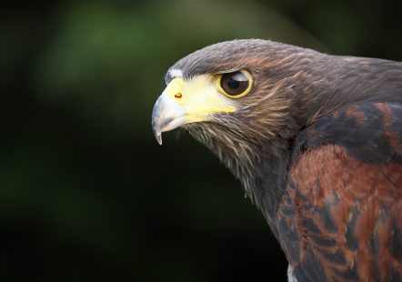 Harris Hawk - Milo