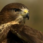 Common Buzzard - Mouse