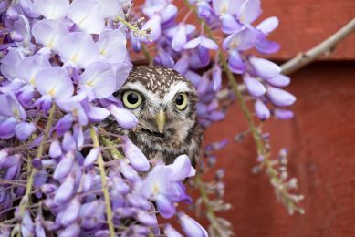 Little Owl in Wisteria
