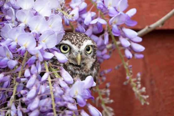 Little Owl in Wisteria