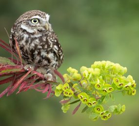 Little Owl on wood spurge