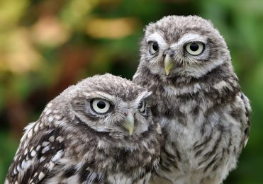 Little Owls - Pip & Squeak