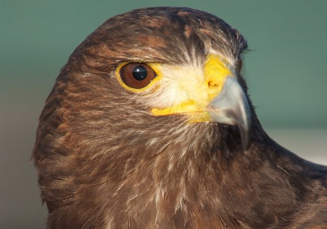 Harris Hawk – Sam Harris Hawk - Sam