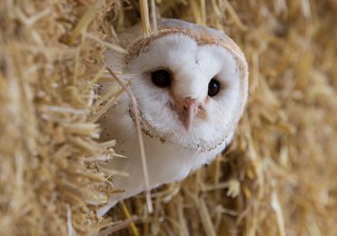 Barn Owl - Wiggy