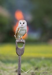Barn Owl - Bert