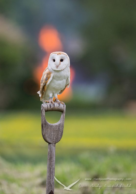 Barn Owl - Bert