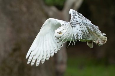Snowy Owl in flight