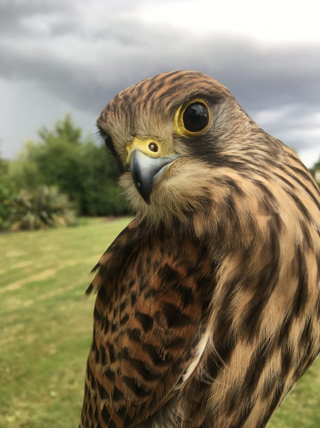 New birds, new aviaries and painting blog 3 Female Kestrel in a field