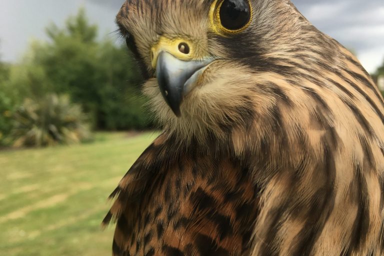 Female Kestrel in a field