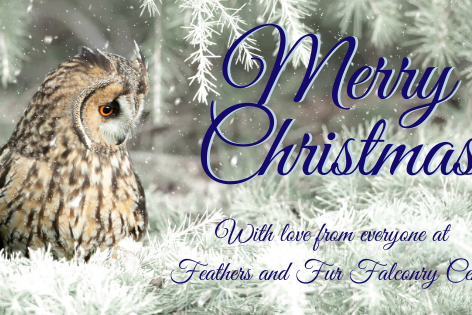 Long-eared owl in snowy tree