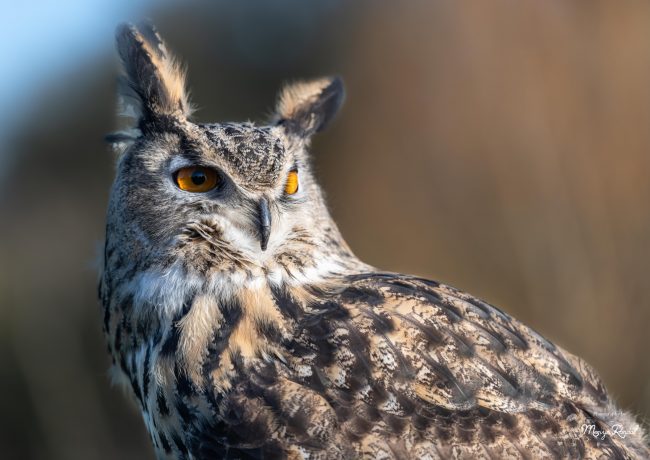 Norman The European Eagle Owl blog 1 Photo of European Eagle Owl profile