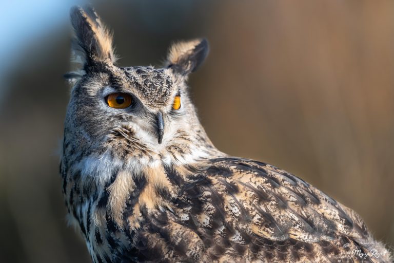 Photo of European Eagle Owl profile
