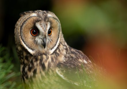 Long-eared Owl - Amos