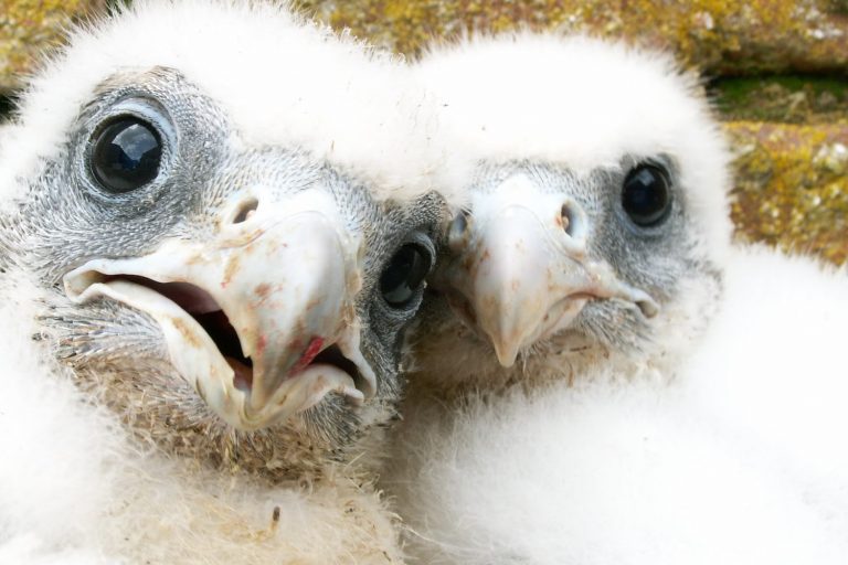 Two white gyr chicks