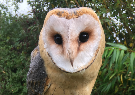 Dar-breasted Barn Owl - Dobby