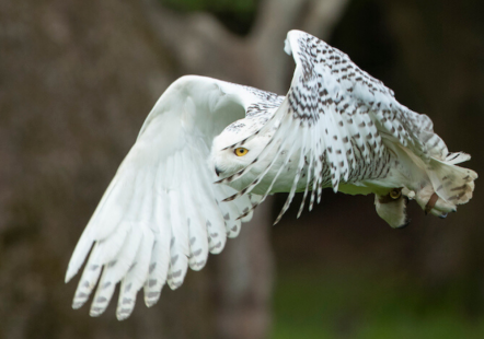 Snowy Owl - Gimli