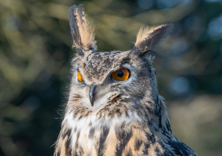 European Eagle Owl - Norman