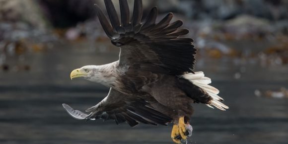 The Isle of Wight Eagles blog White-tailed Eagle flying over water with fish