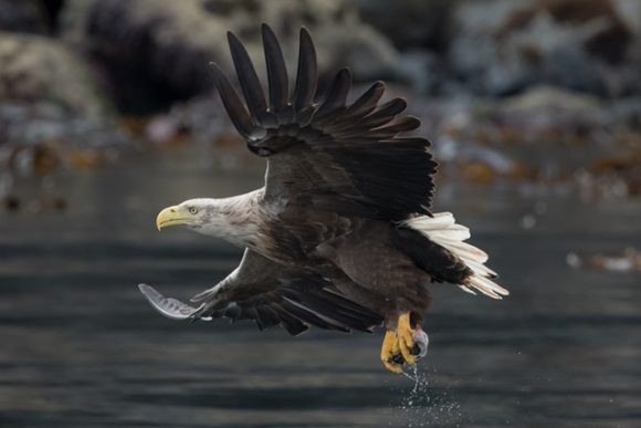 The Isle of Wight Eagles blog White-tailed Eagle flying over water with fish