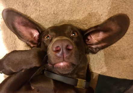 Tilly the Weimaraner X Cocker Spaniel