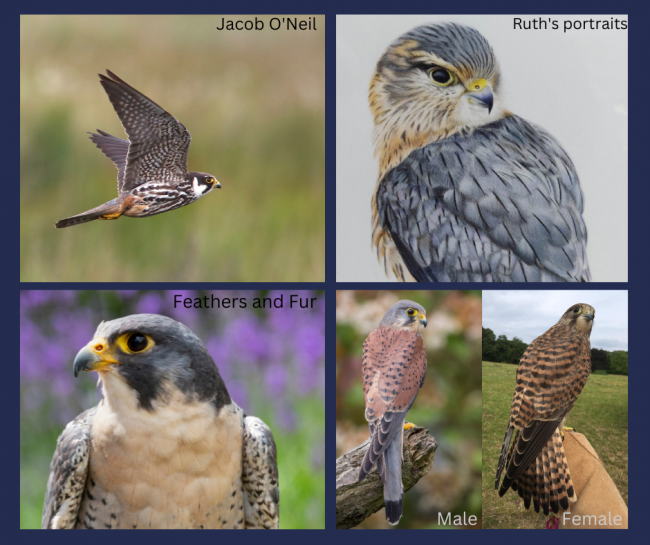 Uk Falcons